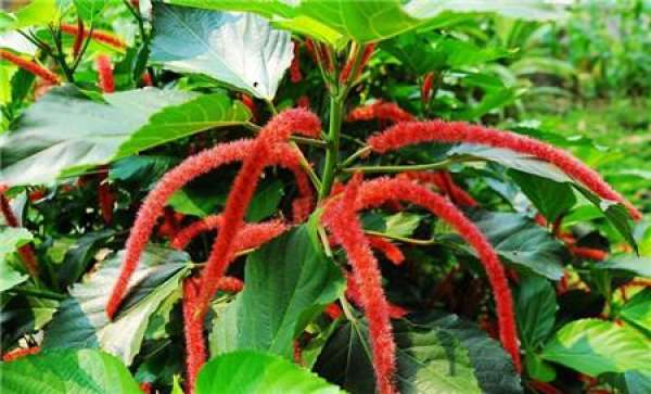 The flowery language with red dog's tail