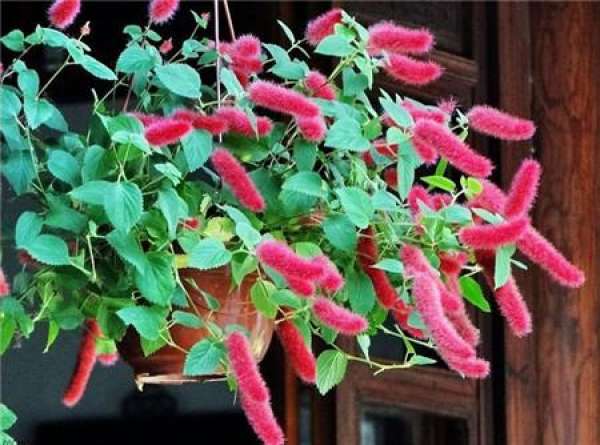 The flowery language with red dog's tail