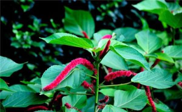 The flowery language with red dog's tail