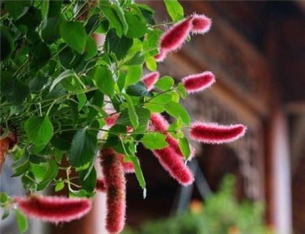 The flowery language with red dog's tail
