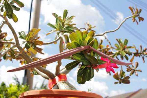Desert Rose Seed