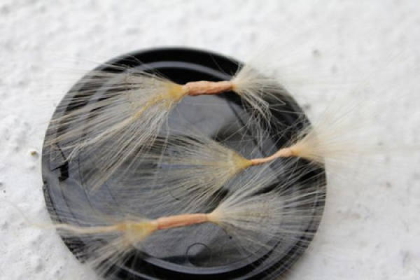 Desert Rose Seed