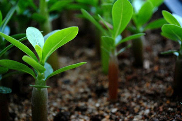 Seed Propagation