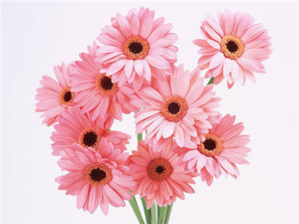 Notes on Cultivation of Gerbera jamesonii