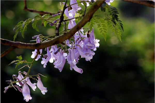 Jacaranda