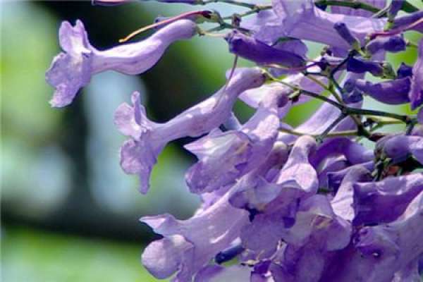 Jacaranda