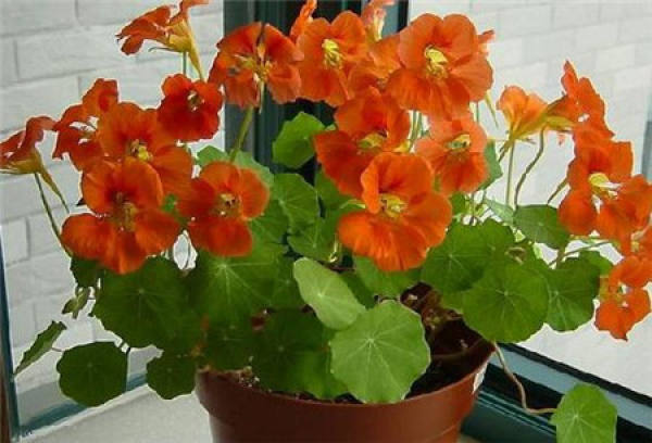 Chlorophytum comosum
