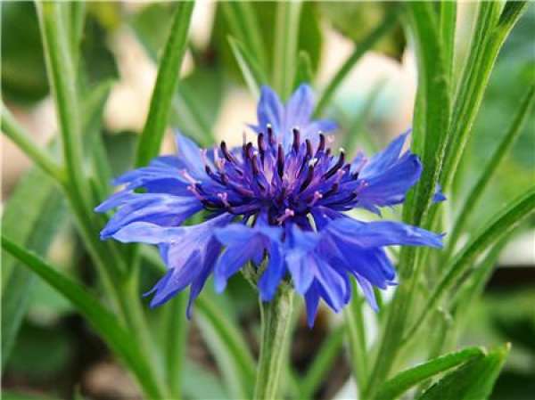 Chlorophytum comosum