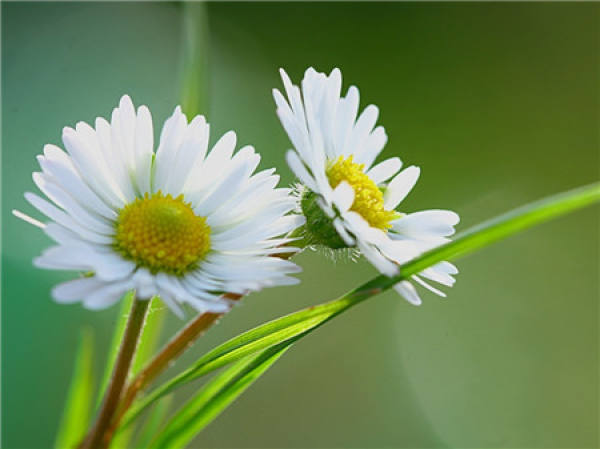 Chlorophytum