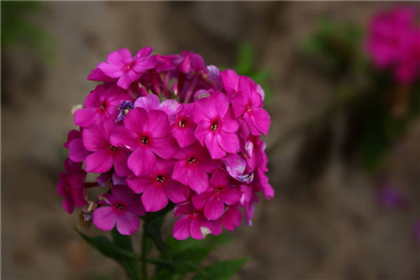 Phlox