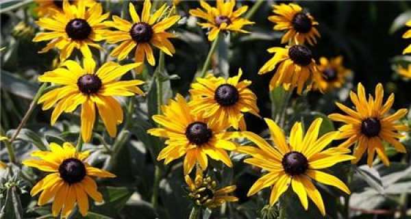Matters needing attention in the cultivation of Rudbeckia hirta