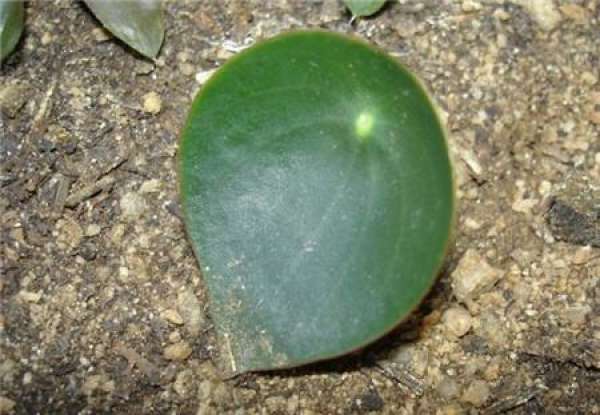 Distribution and Growth Habit of Zanthoxylum sinense Distribution and Growth Habit of Zanthoxylum sinense