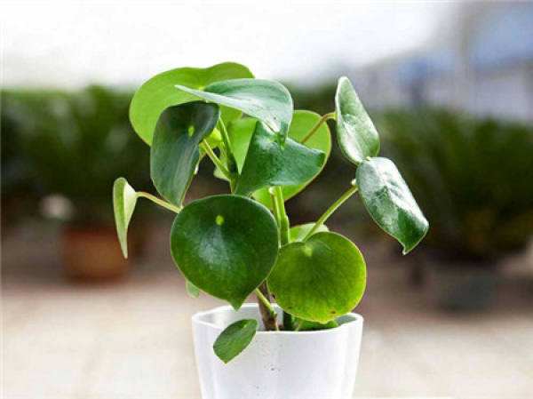 Matters needing attention in the cultivation of Zanthoxylum bungeanum Matters needing attention in the cultivation of Zanthoxylum bungeanum