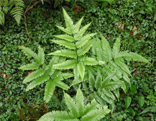 cultivation method of Pteris Impatiens