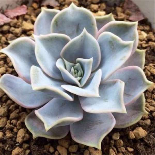 Matters needing attention in the cultivation of Lina lotus