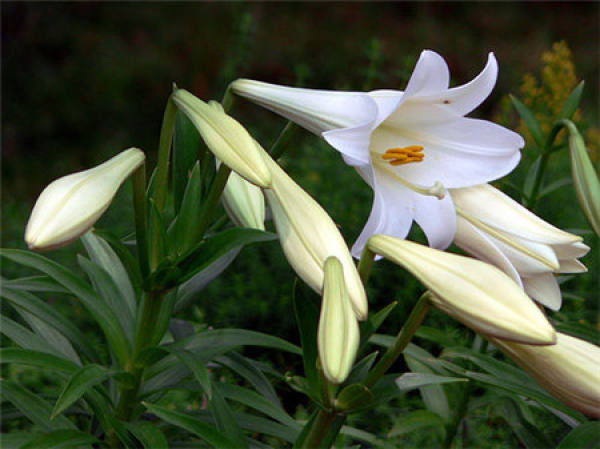 Matters needing attention in the cultivation of musk Lily