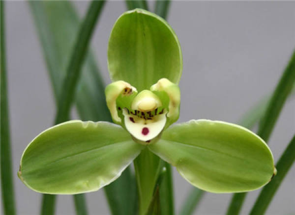 Matters needing attention in the cultivation of Song Mei