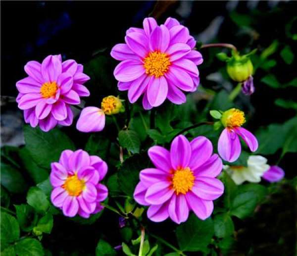 Matters needing attention in the cultivation of dahlia