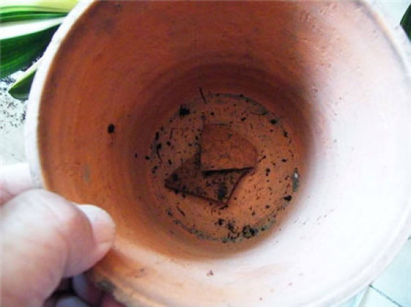 Why does the clivia need to be repotted? Why does the clivia need to be repotted?