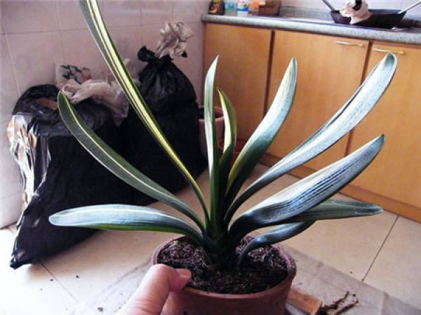 Why does the clivia need to be repotted? Why does the clivia need to be repotted?