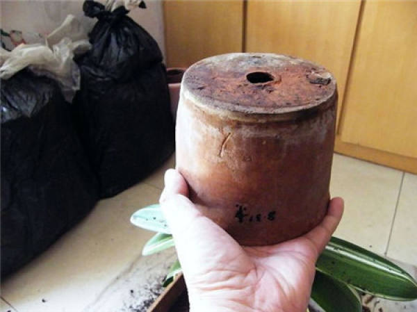 Why does the clivia need to be repotted? Why does the clivia need to be repotted?