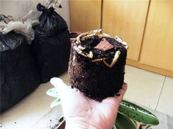 Why does the clivia need to be repotted? Why does the clivia need to be repotted?