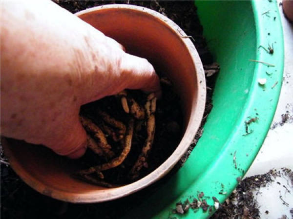 Why does the clivia need to be repotted? Why does the clivia need to be repotted?