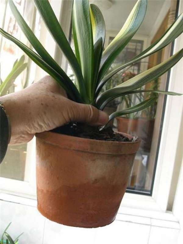 Clivia repotting completed Clivia repotting completed