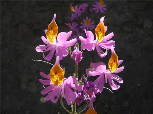 Matters needing attention in the cultivation of butterfly moth flower