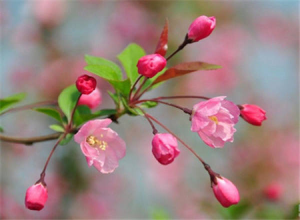 Matters needing attention in breeding of Malus spectabilis