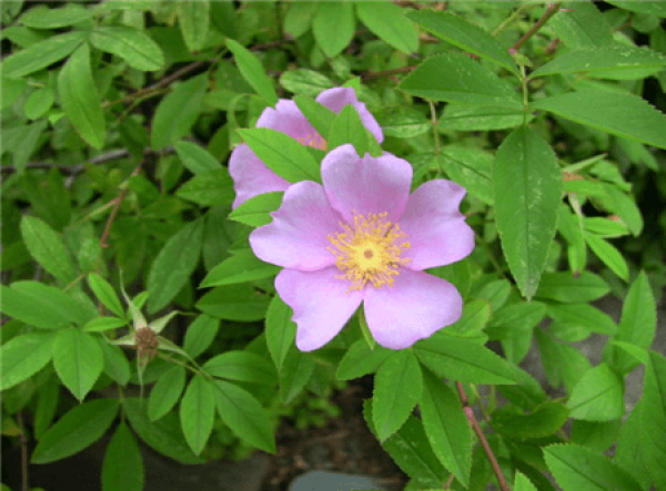 culture method of filature flower