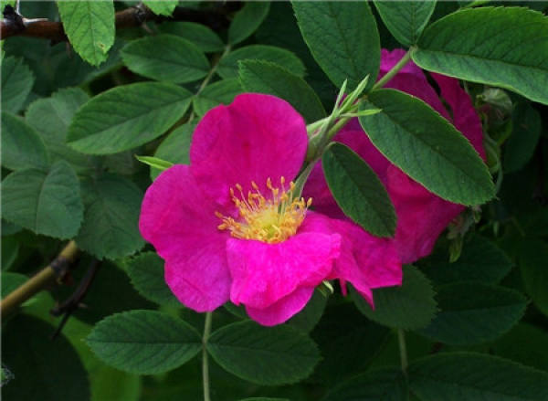 Matters needing attention in the cultivation of silk reeling flower