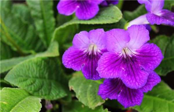 Precautions for Cultivation of Cape Primula