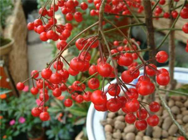 Matters needing attention in Ardisia crenata cultivation