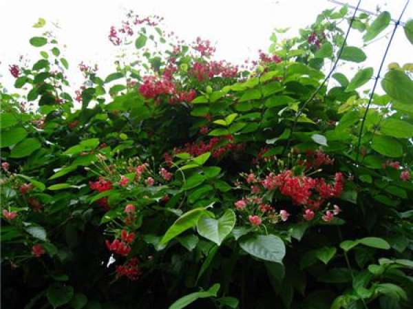 Breed method of quisqualis indica