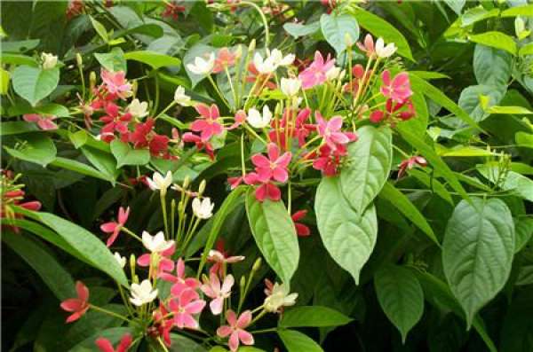 Precautions for cultivation of quisqualis indica