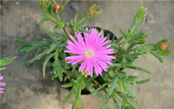 Method for culturing pine leaf chrysanthemum