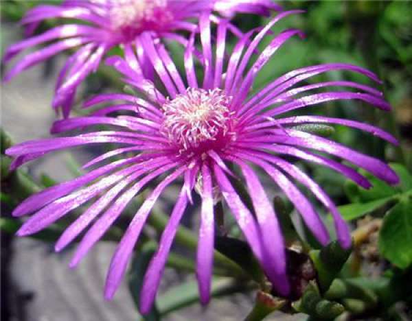 Matters needing attention in the cultivation of pine chrysanthemum