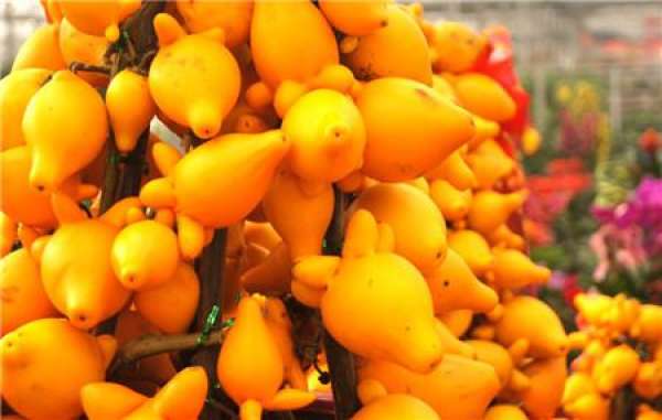 Method for culturing golden fruit