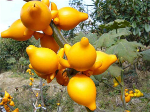 Precautions for cultivation of golden fruit