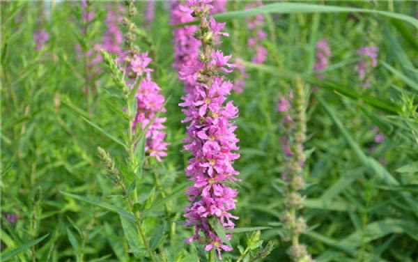culture method of chelidae