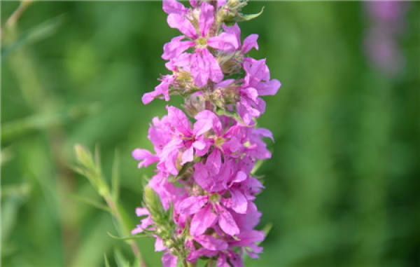 Matters needing attention in cultivation of Lythrum salicaria