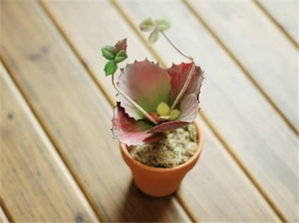 Matters needing attention in the cultivation of butterfly lotus