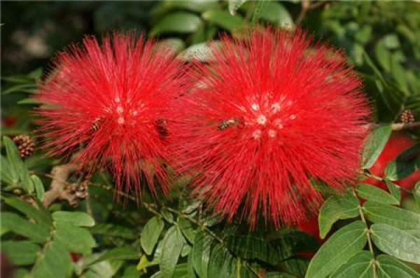 culture method of Lantana camara
