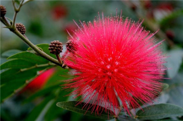 Matters needing attention in the cultivation of Zhu Ying Hua