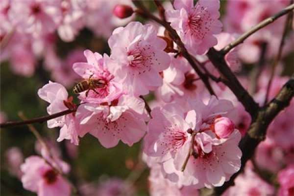 Matters needing attention in the cultivation of Mei Ren Mei
