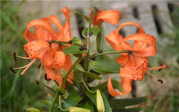 cultivation method of Lilium