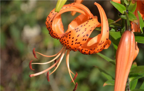 Precautions for the cultivation of Lily