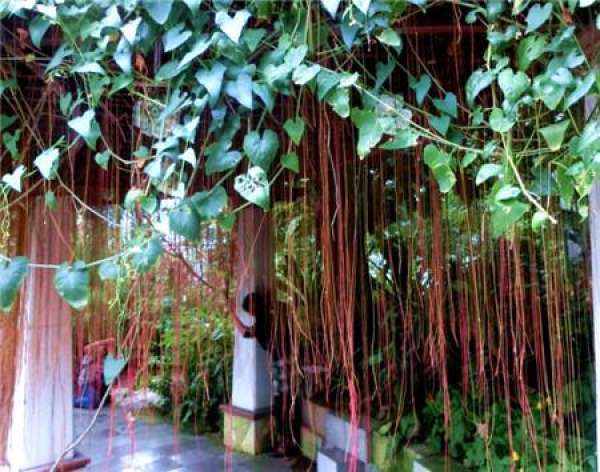 cultivation method of kampin rattan
