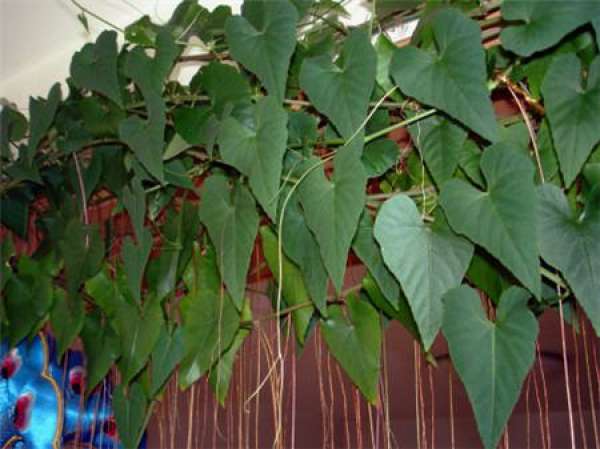 Matters needing attention in the cultivation of Jinpingteng